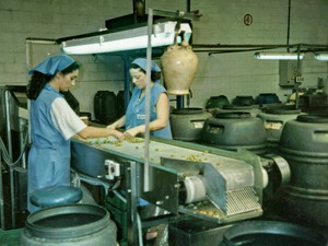 Horizontal Olive Sorting Belt Conveyor